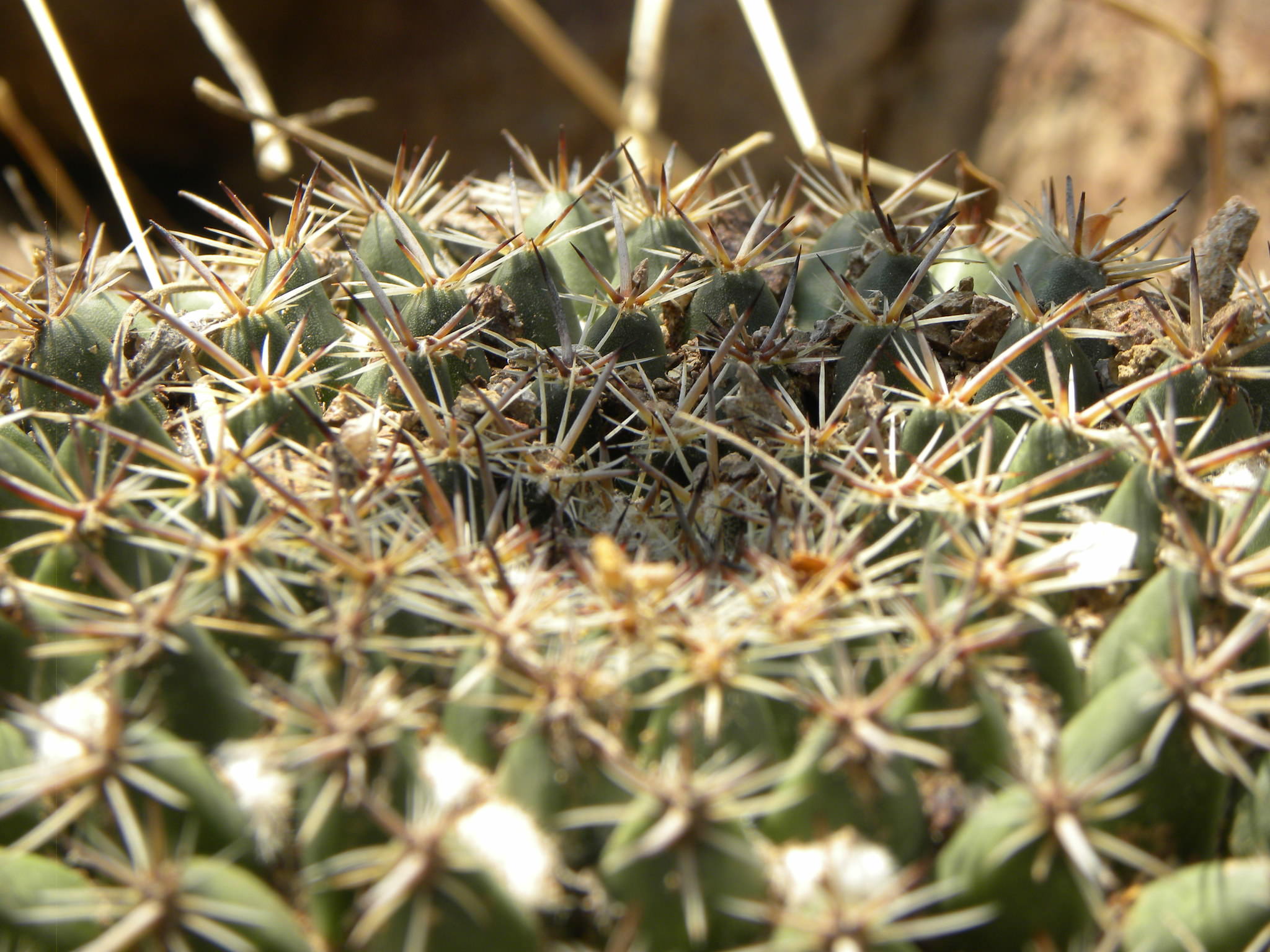 Mammillaria gigantea